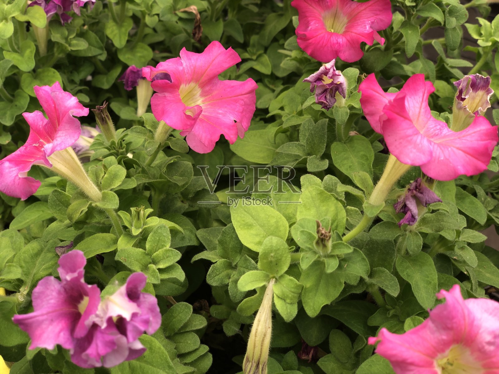 粉红色的矮牵牛花在花园里盛开照片摄影图片