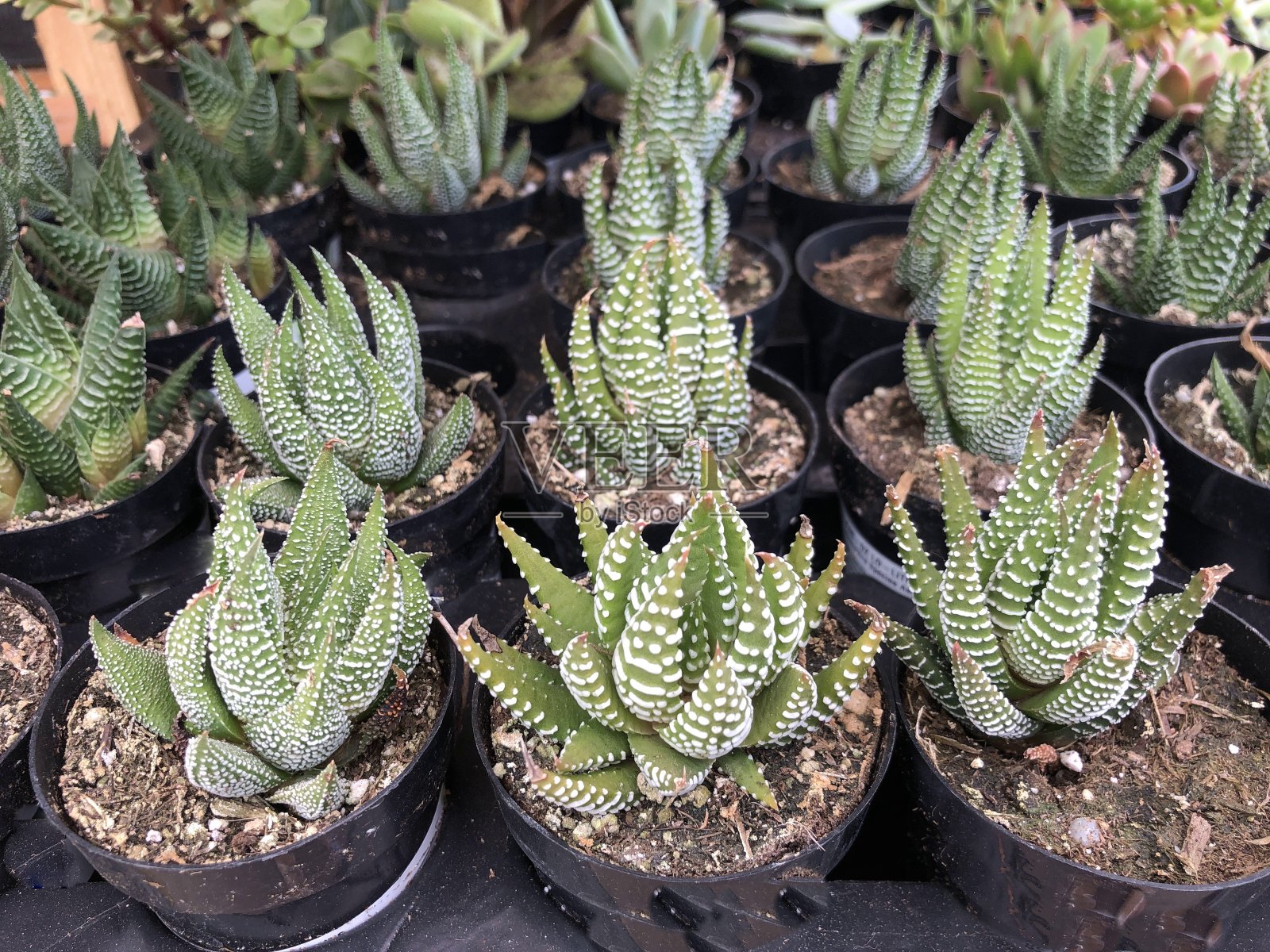 花园里盆栽的多肉植物照片摄影图片