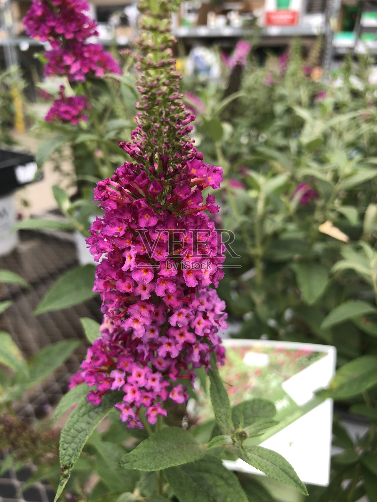 一簇簇亮粉色的蝴蝶丛花照片摄影图片