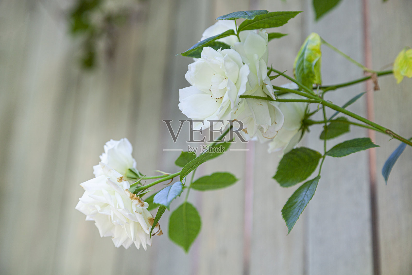 木墙背景上美丽的白玫瑰。照片摄影图片