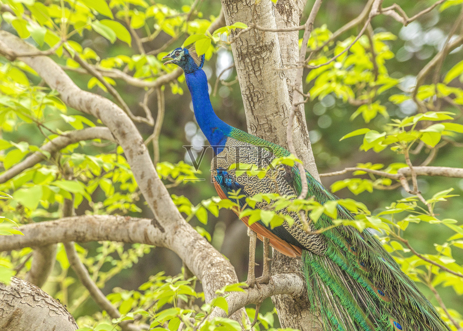 印度孔雀照片摄影图片