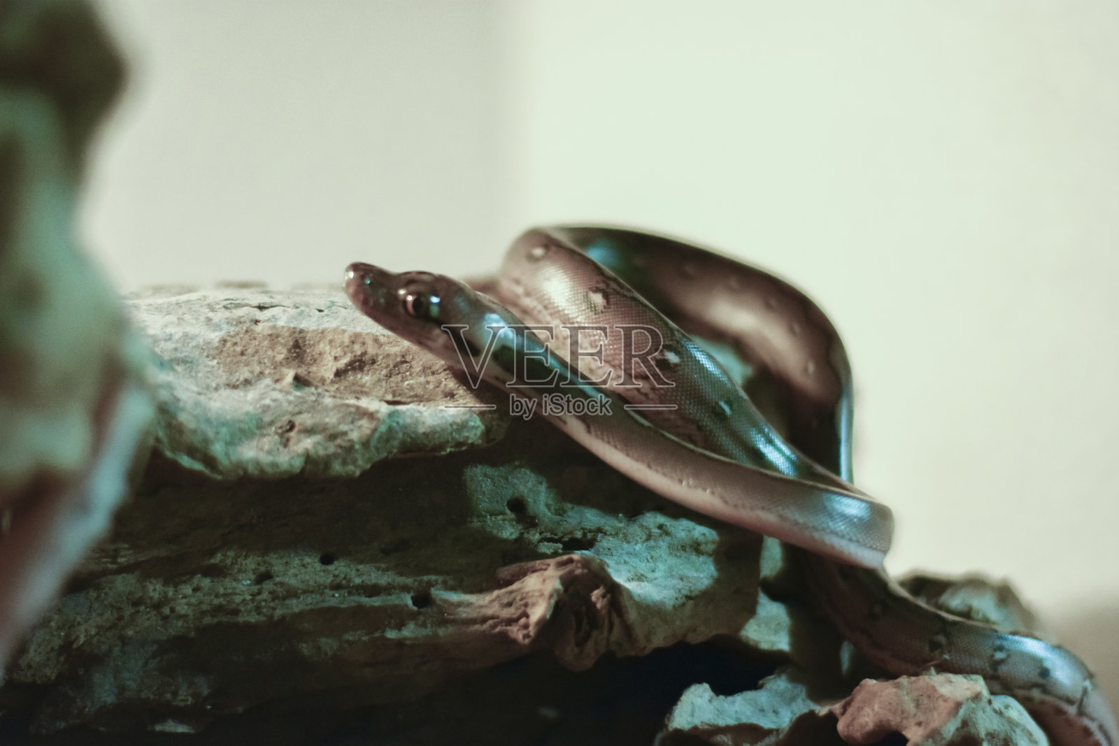 蛇(reticulatus python)照片摄影图片