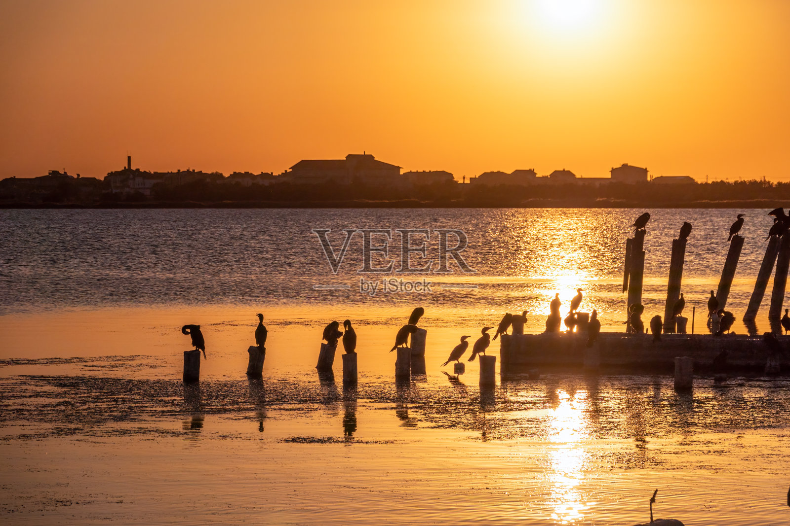 美丽的红色和橙色日落在海上。太阳在海上落下。一群鸬鹚坐在一个古老的海上码头在橙色的夕阳照片摄影图片