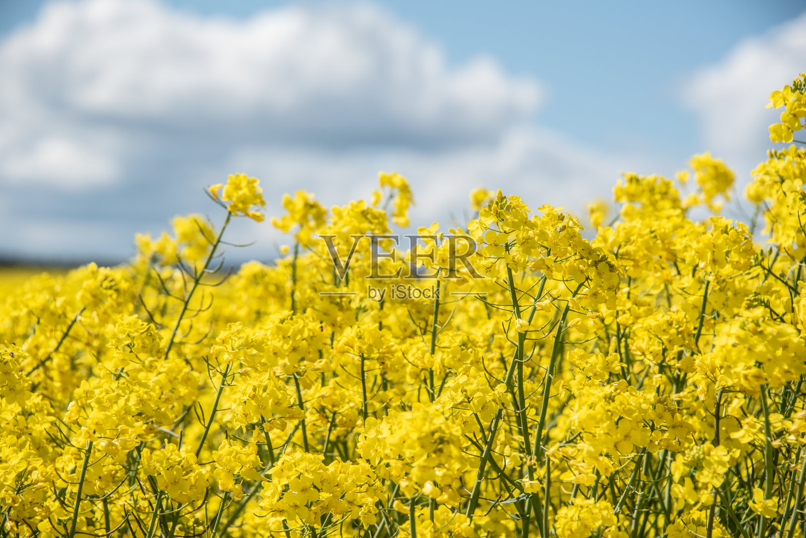 油菜籽开着亮黄色的花照片摄影图片