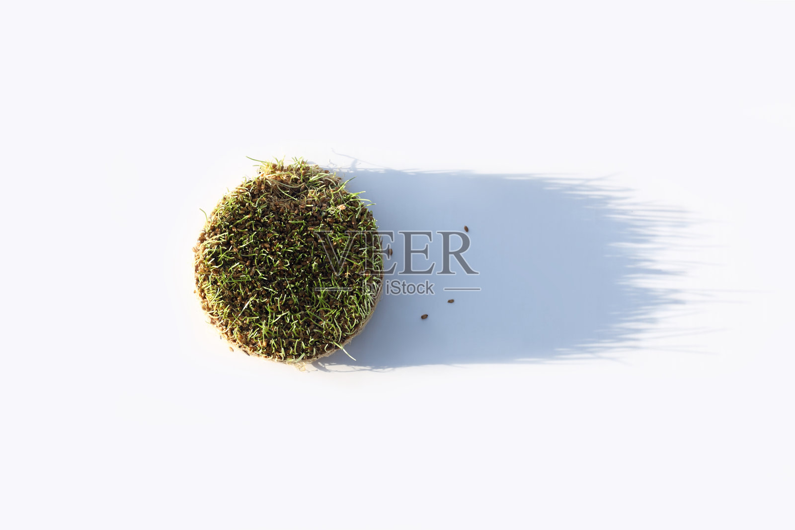 新鲜发芽的小麦草与阴影在白色背景。一堆发芽的小麦。前视图。照片摄影图片