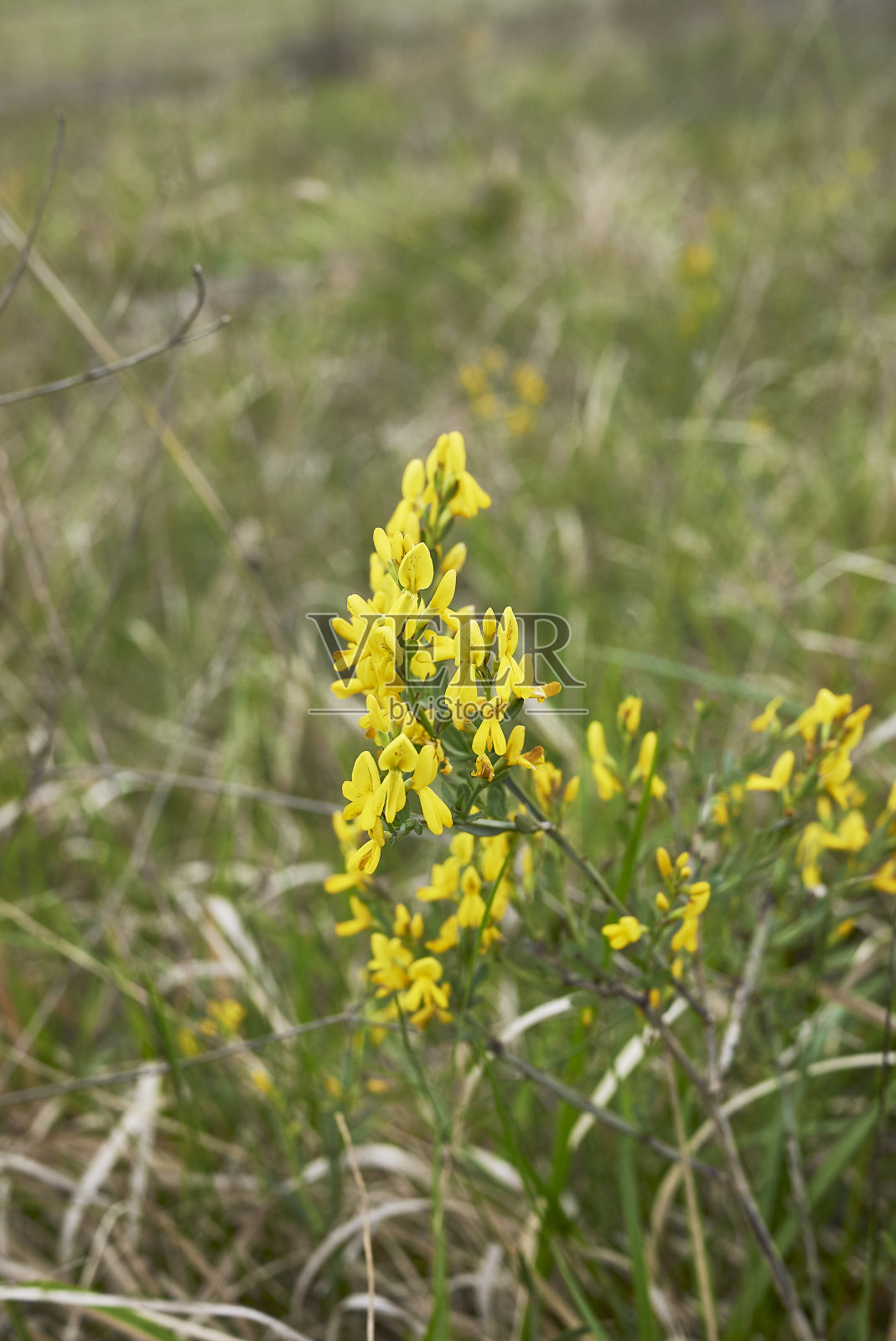 金雀花开花照片摄影图片
