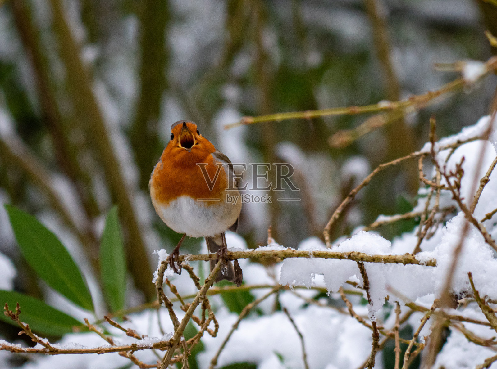 罗宾照片摄影图片