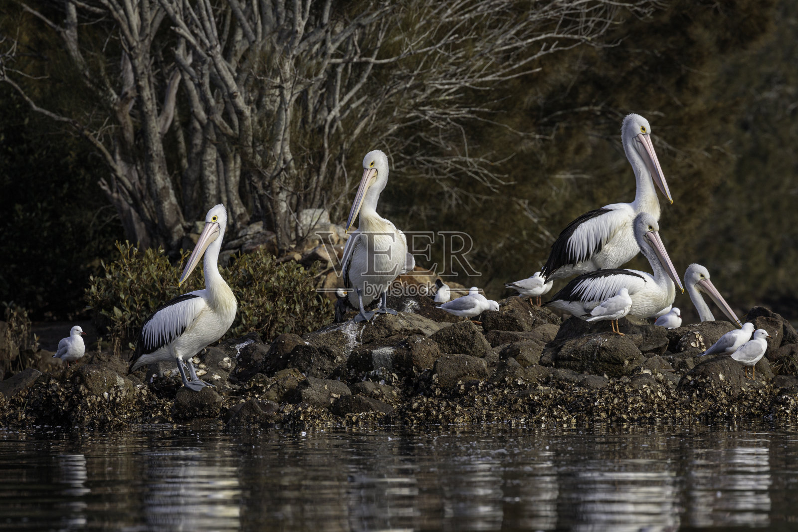 澳大利亚鹈鹕在岩石上，Moruya河，新南威尔士州，2021年7月照片摄影图片