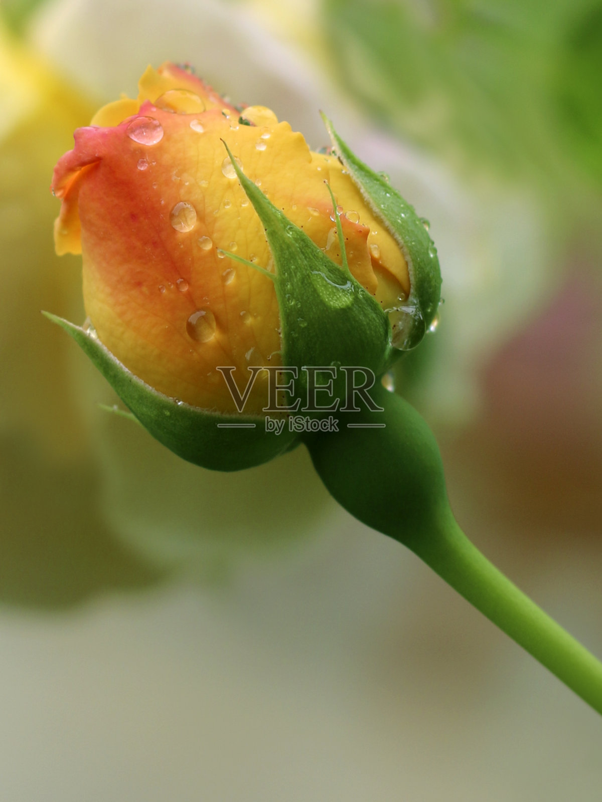 黄色玫瑰与雨滴近距离观察。黄色玫瑰与水滴近距离观察照片摄影图片