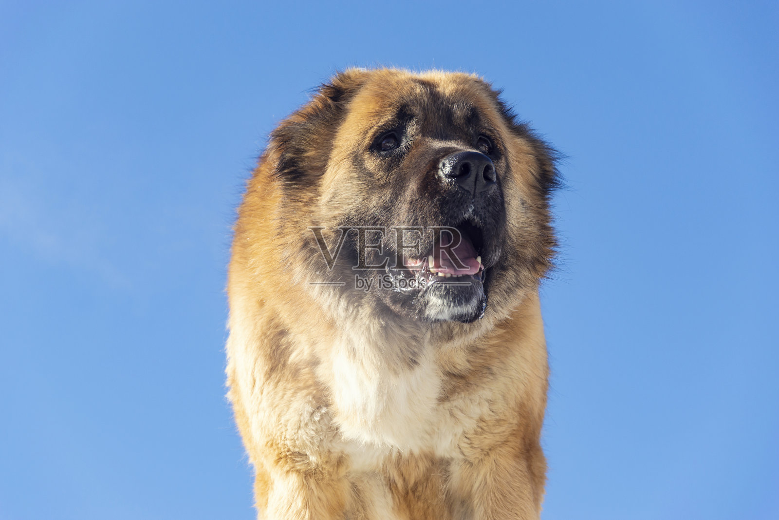 狗白色牧羊犬红色。照片摄影图片