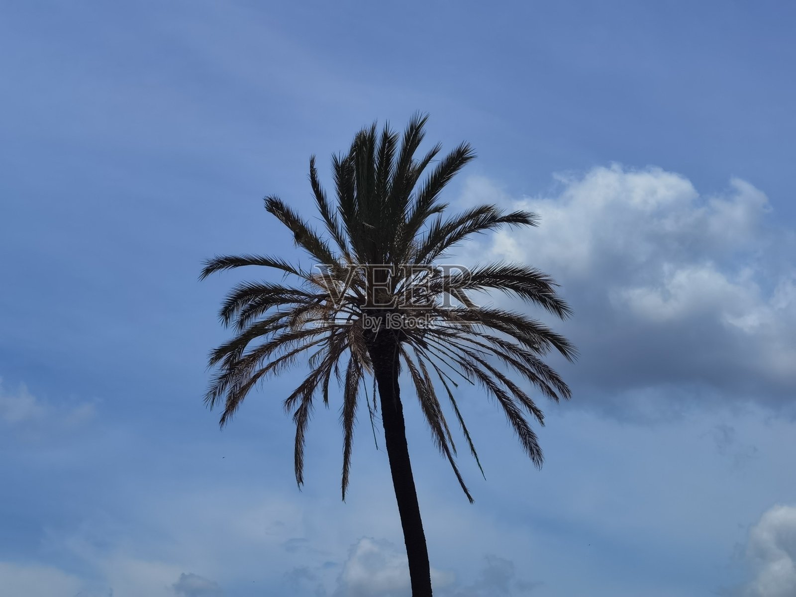 棕榈树照片摄影图片