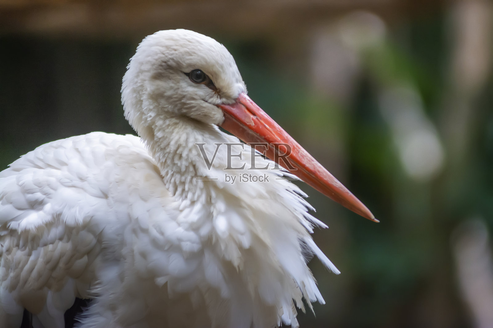 鹳鸟(鹳形目)照片摄影图片