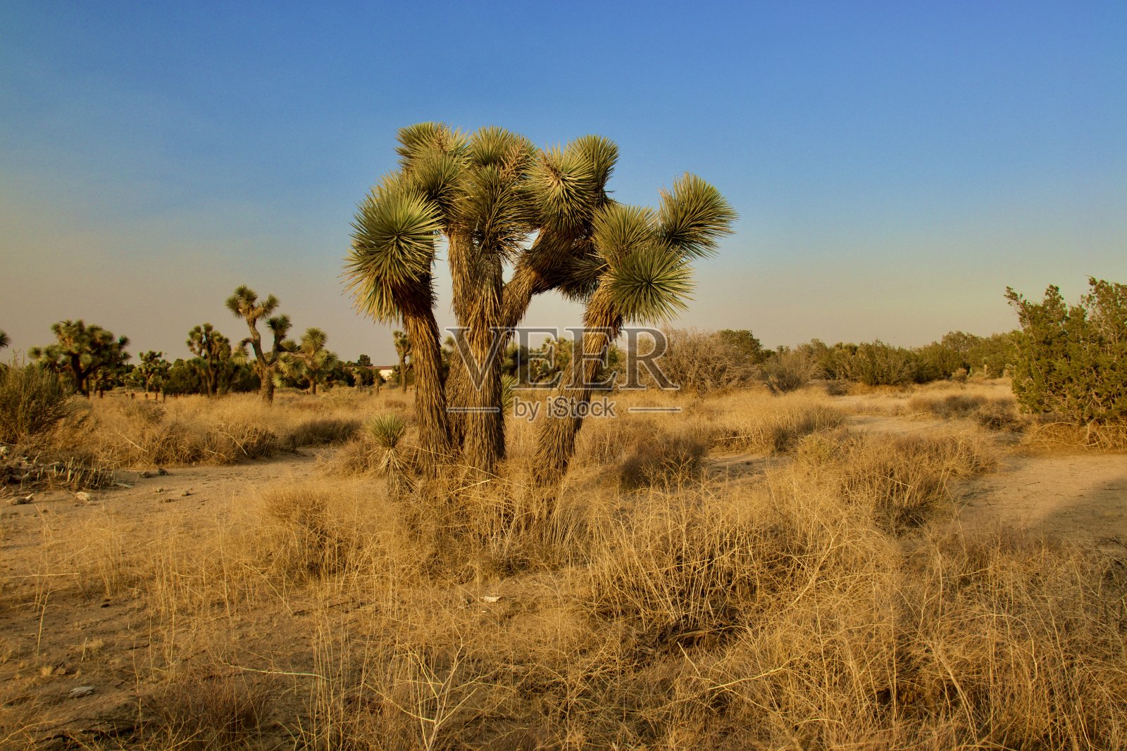 加利福尼亚州沙漠景观照片摄影图片