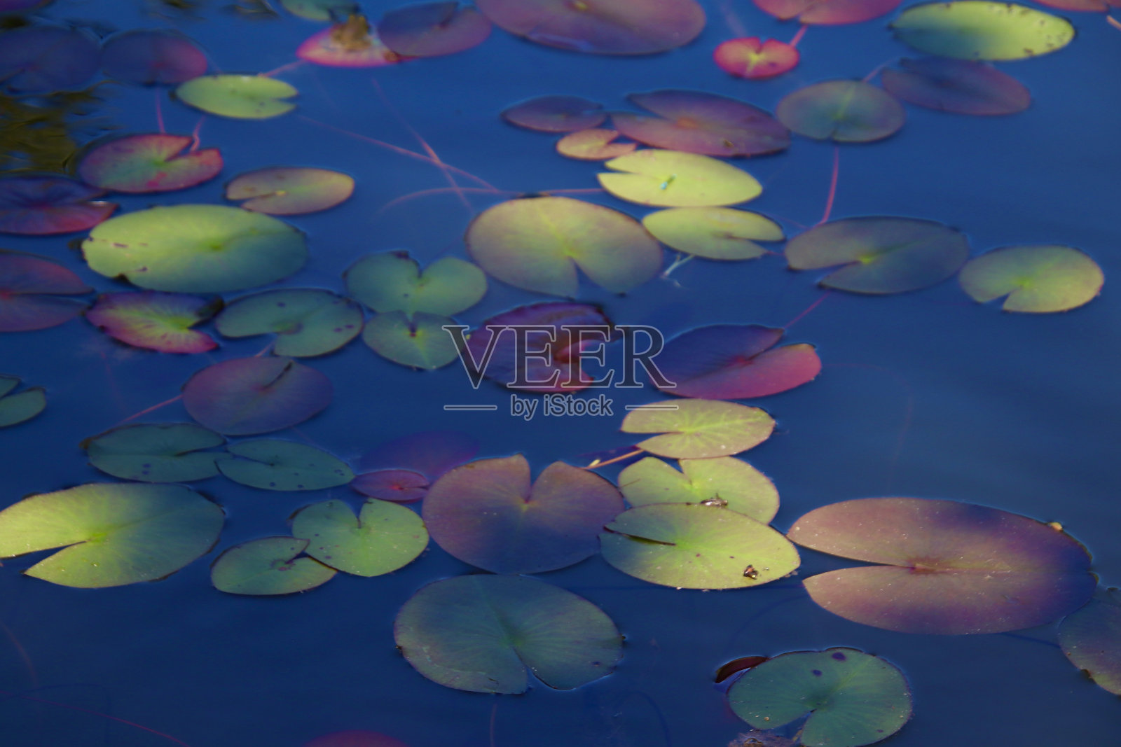 利利帕德照片摄影图片