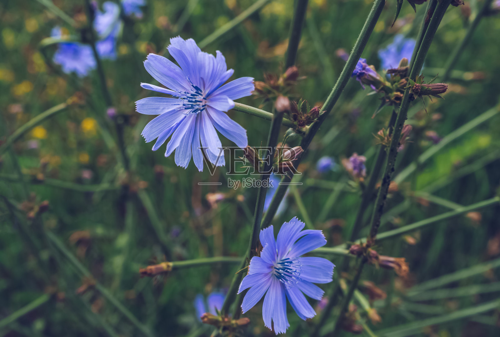 近距离观察野生菊苣植物的花朵照片摄影图片