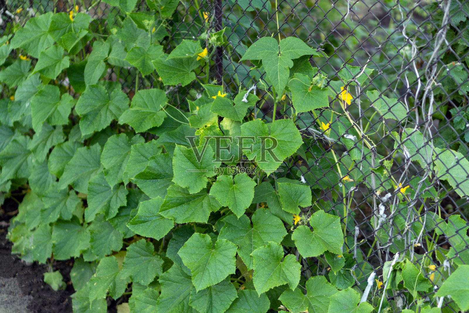 花坛上有绿色的黄瓜照片摄影图片