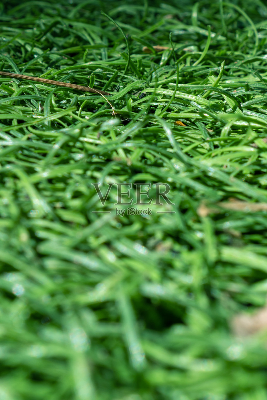 足球场的人造绿草特写照片摄影图片