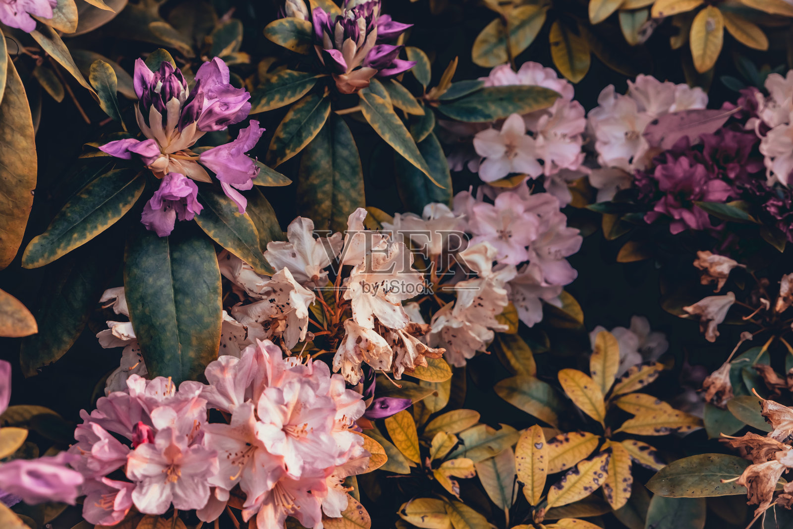 几朵五颜六色的花照片摄影图片