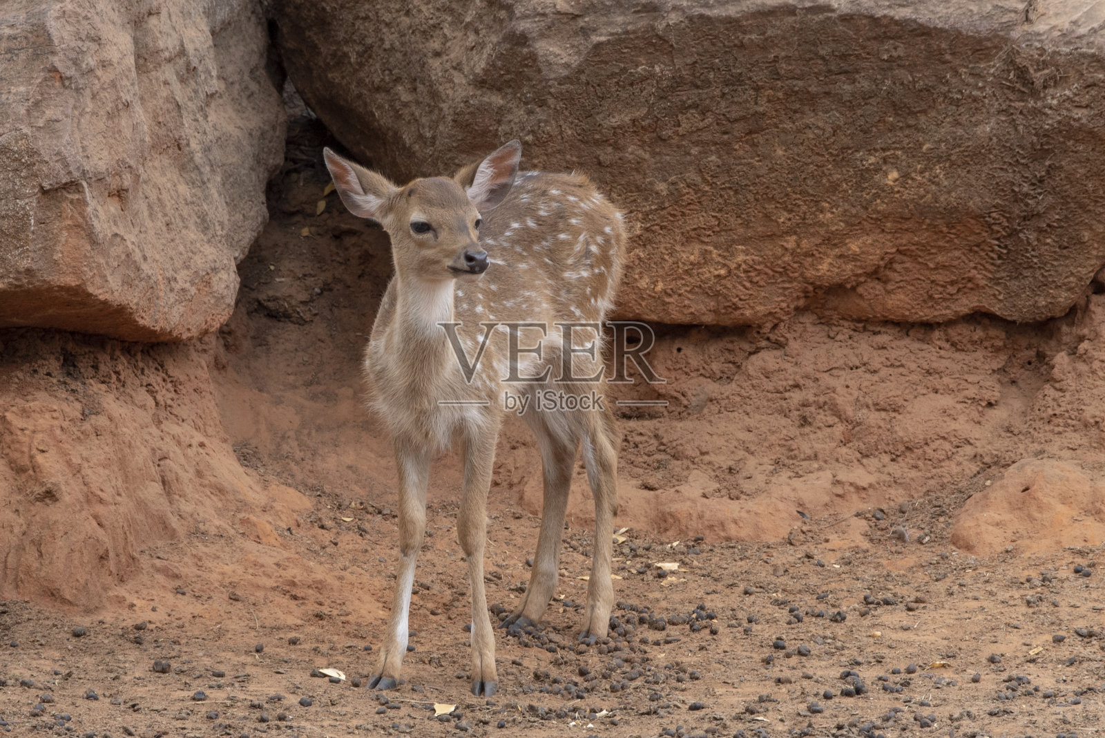 一只小鹿站在棕色的石头下。照片摄影图片