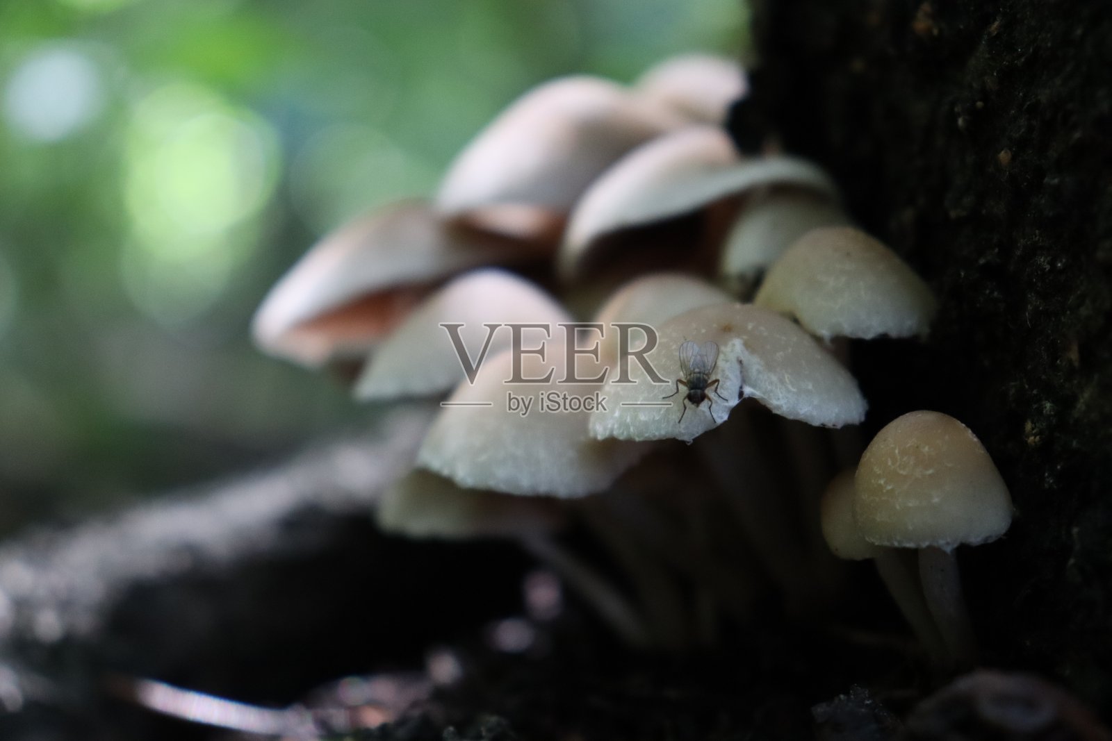 蘑菇照片摄影图片