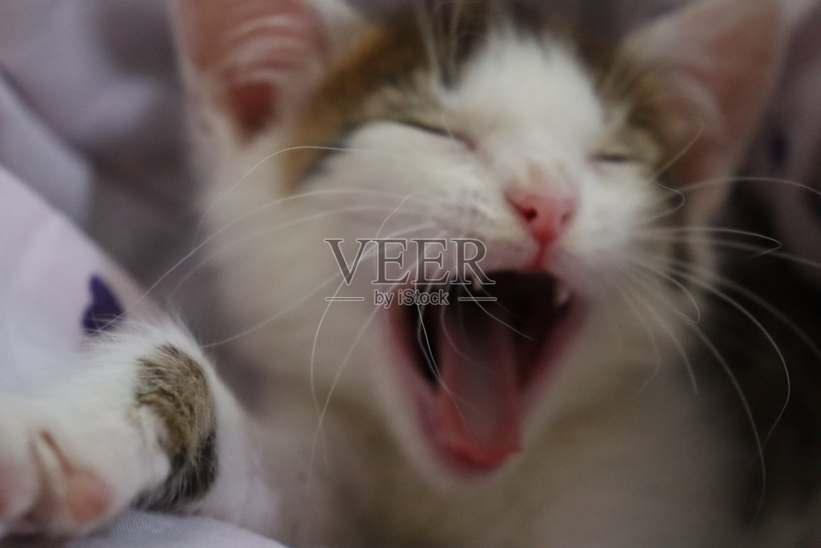 打呵欠的小猫照片摄影图片