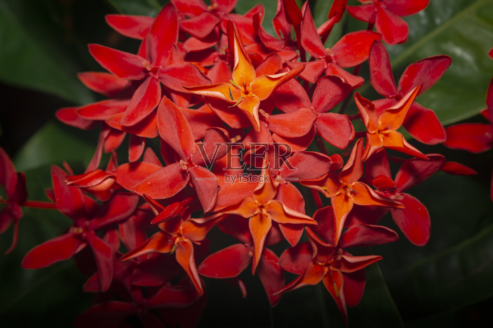 红色背景花盛开照片摄影图片