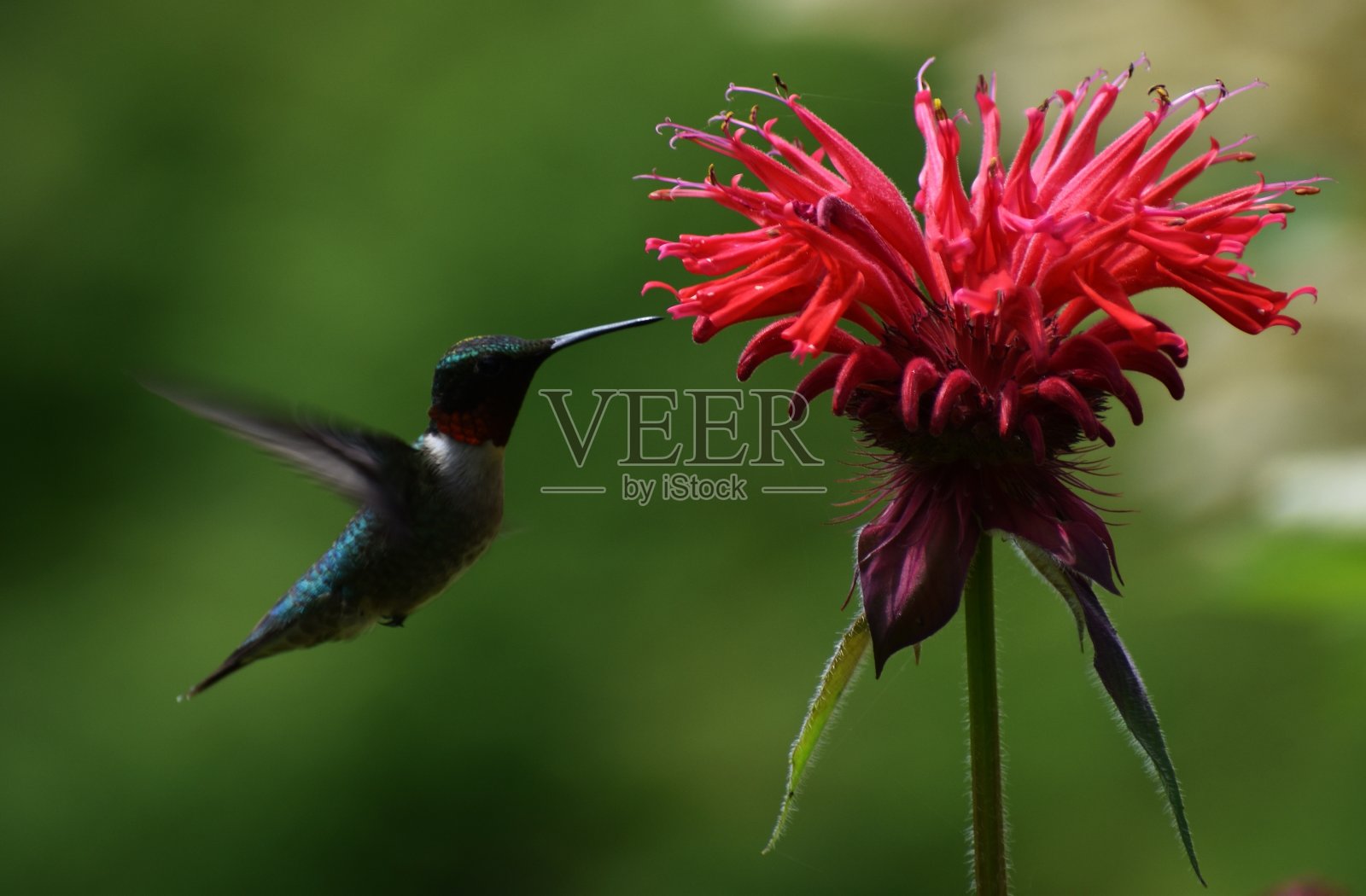 一个colibir照片摄影图片