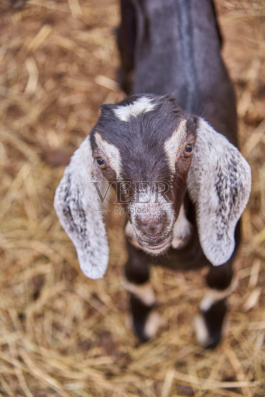 在家畜农场的畜栏里的一只山羊的肖像。照片摄影图片