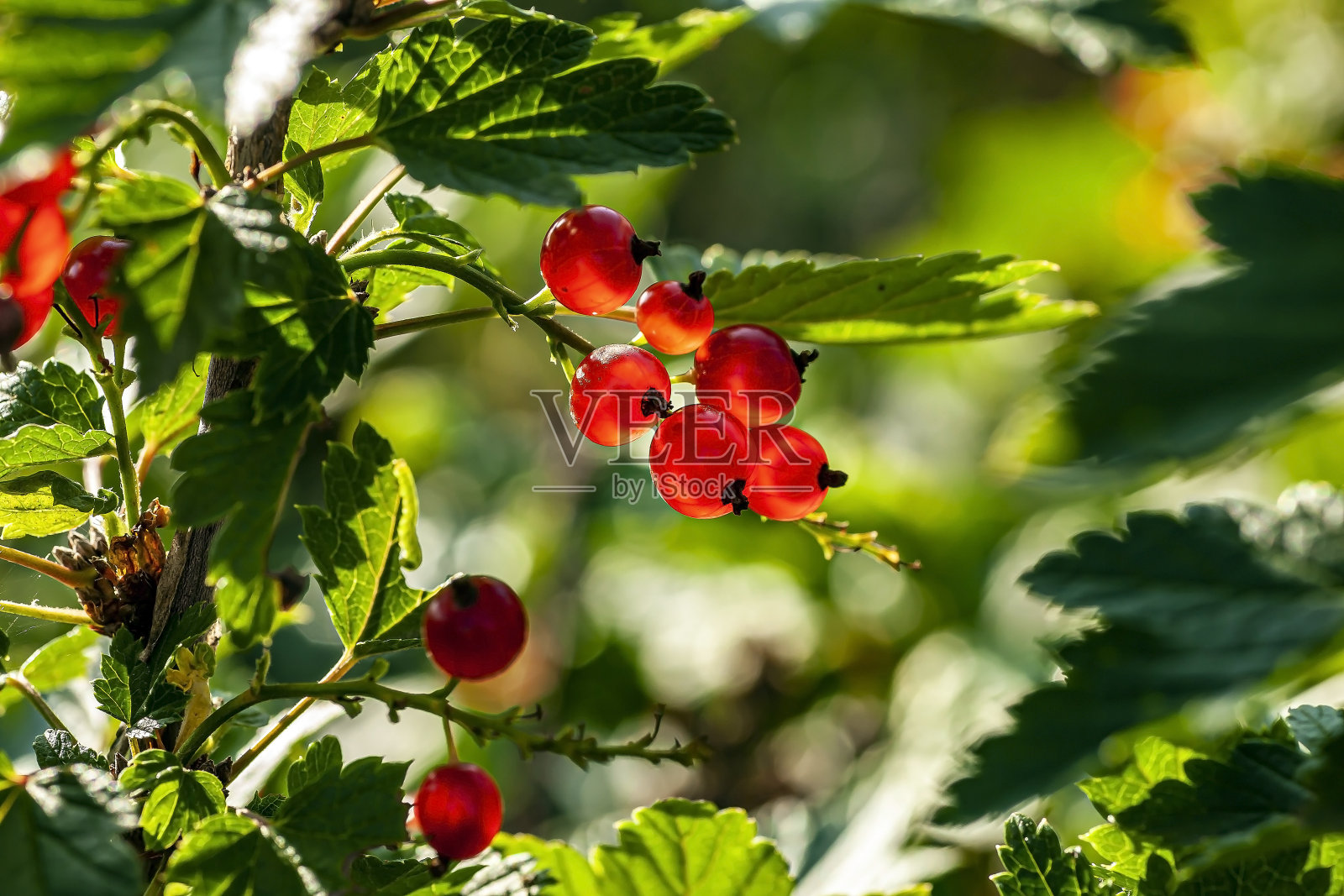 明亮的红醋栗在花园里的灌木，宏观照片摄影图片