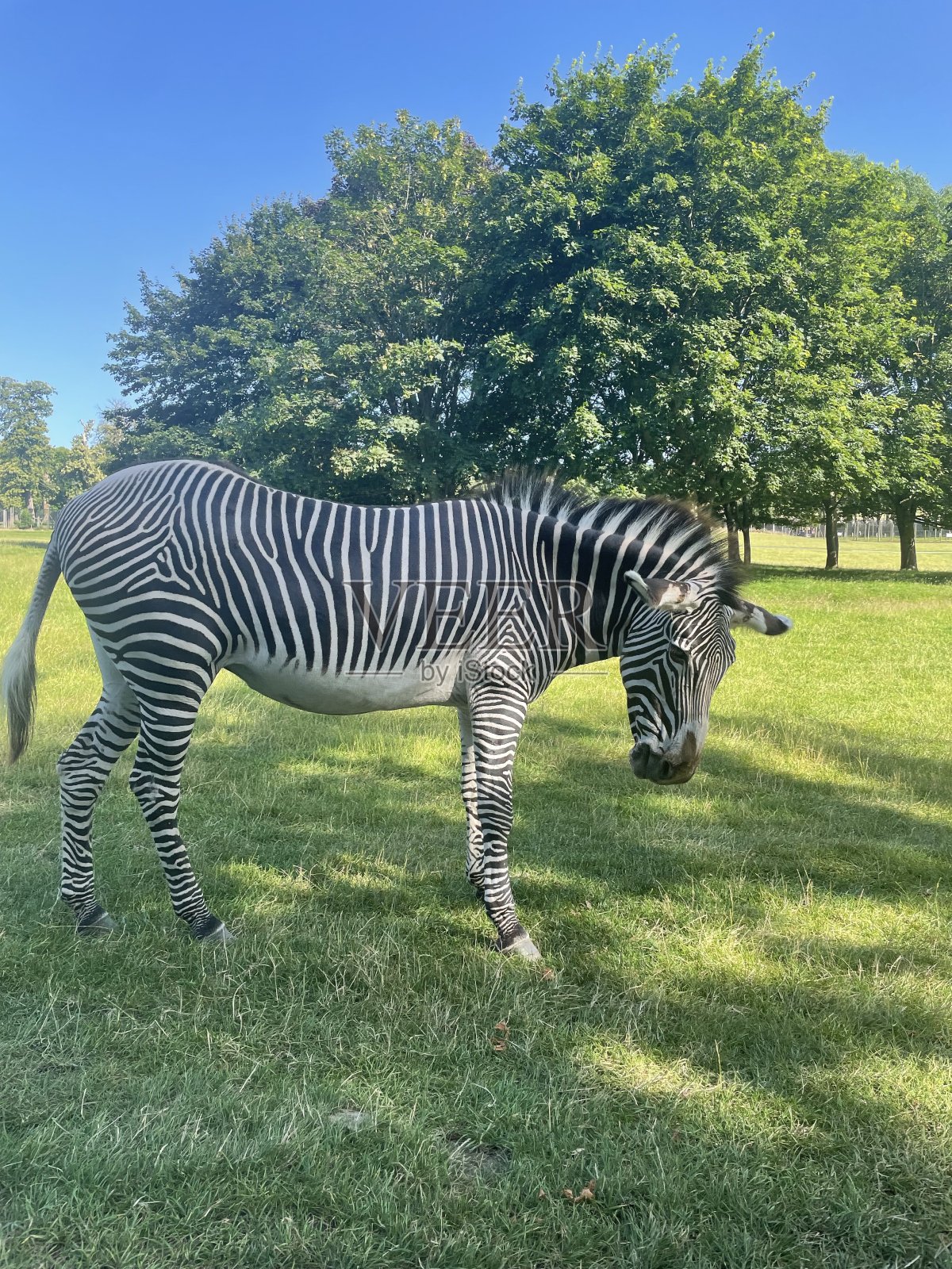 斑马照片摄影图片
