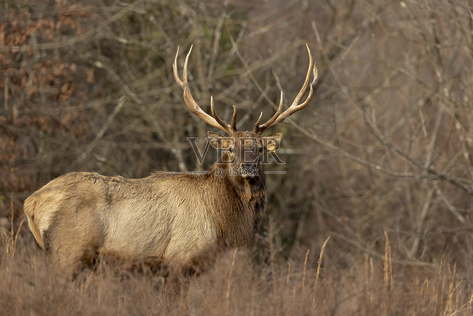 公牛每个照片摄影图片
