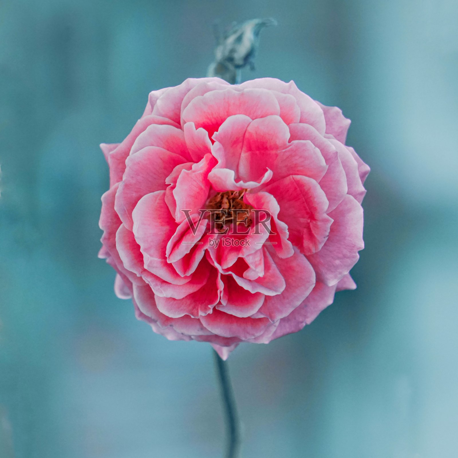 浪漫的粉红玫瑰在春天的花园里绽放照片摄影图片