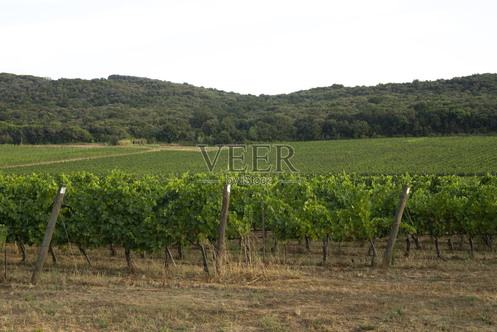 为酿酒而种植的葡萄田。山的葡萄园。照片摄影图片