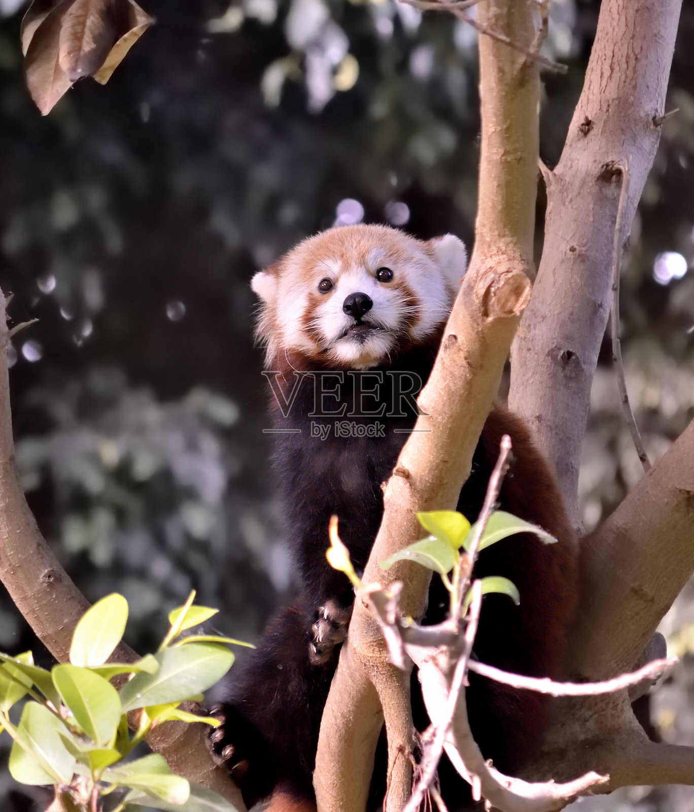 小熊猫(Ailurus fulgens)也被称为火狐，从树枝上观察。照片摄影图片