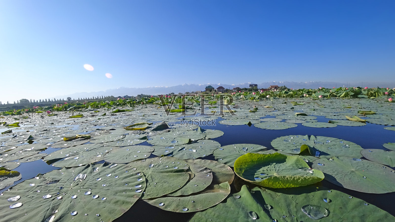 粉红色的荷花在池塘里盛开。山景城照片摄影图片