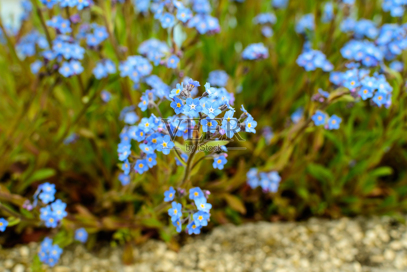 群中许多小蓝勿忘我还是蝎子草、山竹花，在一个阳光明媚的春日里，用选择性聚焦拍摄了室外美丽的花卉背景照片摄影图片