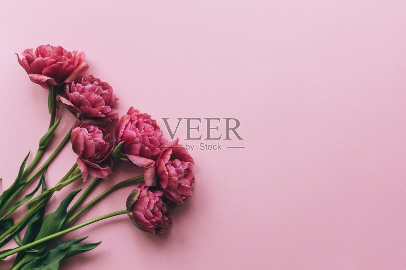 粉红色背景上的一束粉红色郁金香照片摄影图片