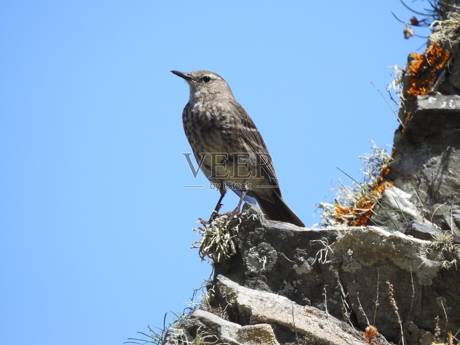 岩坑的特写侧视图面向左边，同时栖息在植被覆盖的岩石一侧照片摄影图片