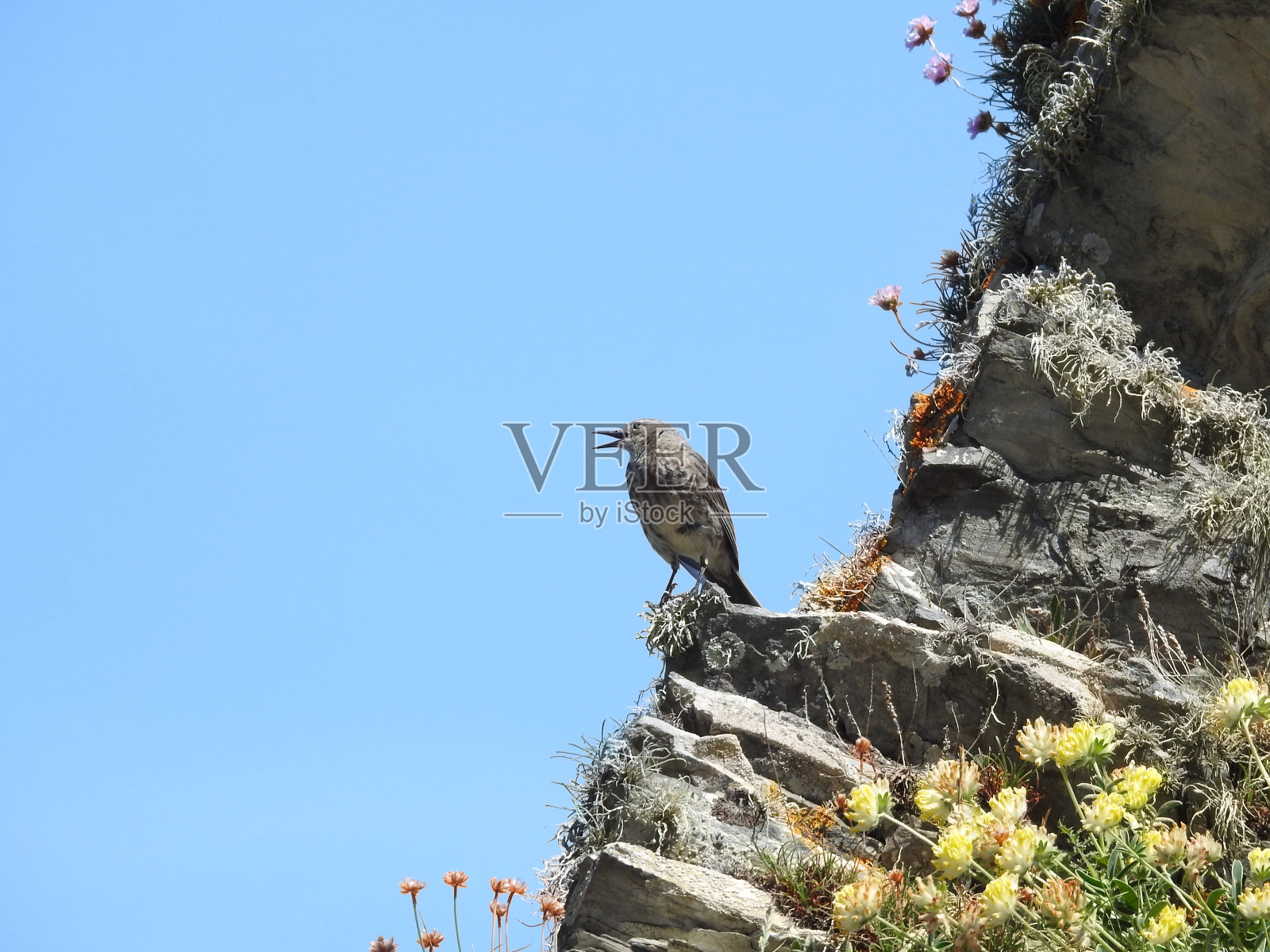 一边唱歌的岩鹨与开放的嘴，而栖居在一个高大的花覆盖岩石的一边照片摄影图片