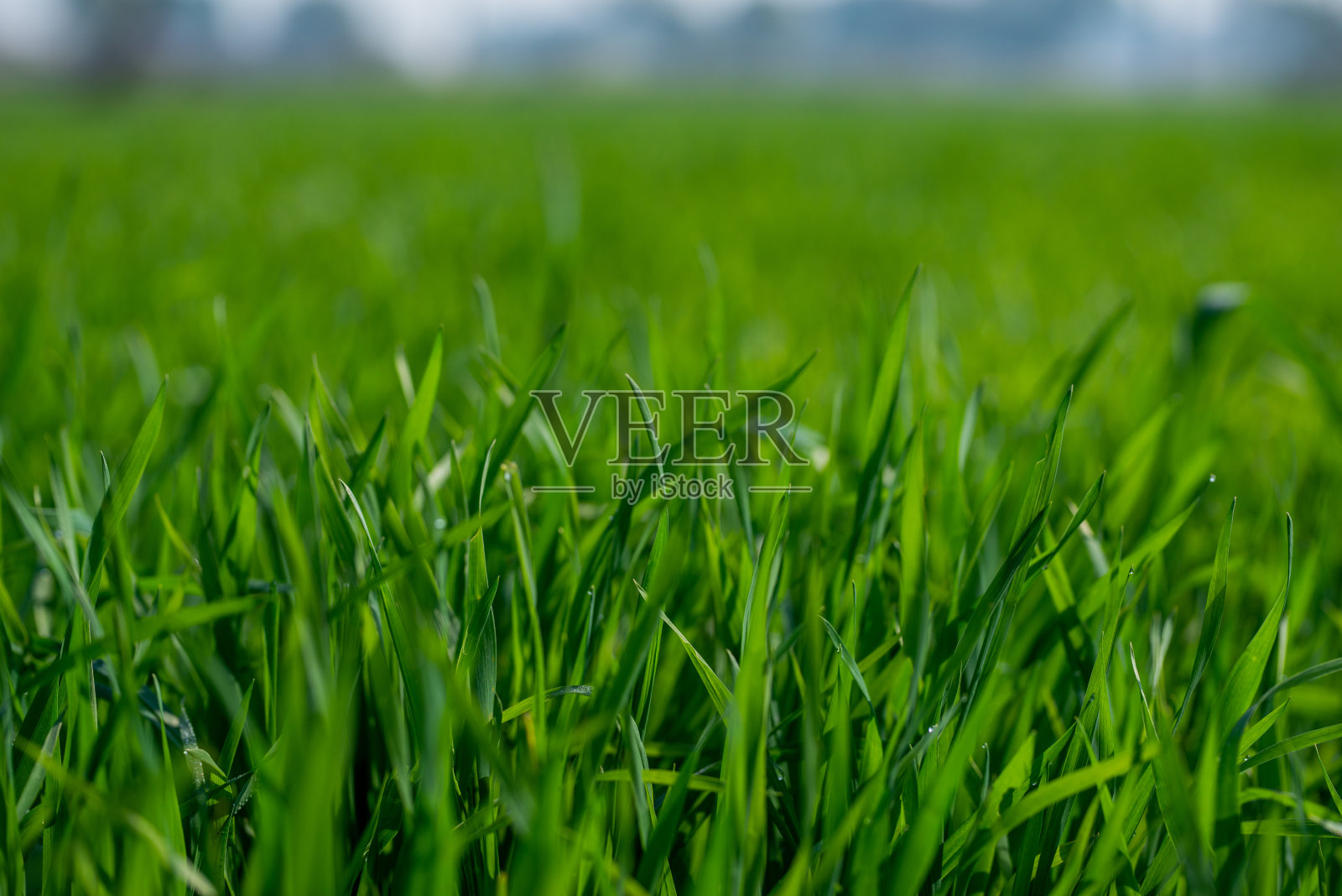 小麦幼苗生长在土壤中照片摄影图片
