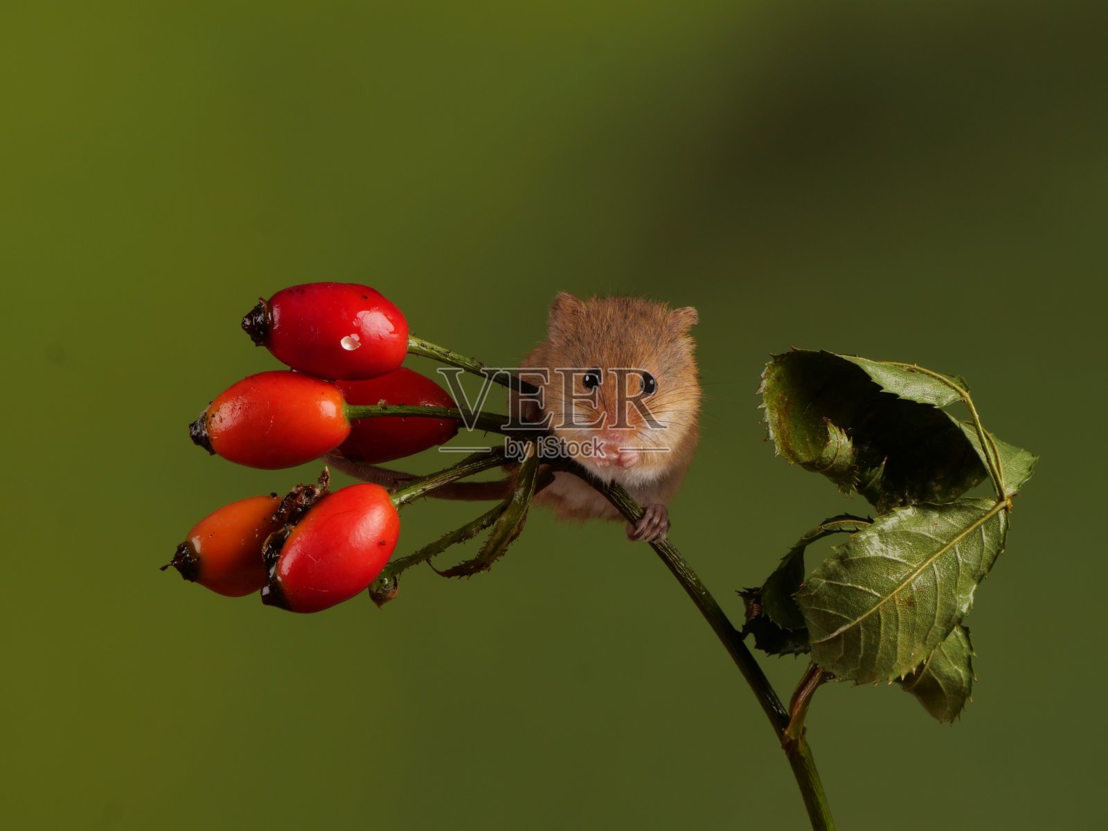 在玫瑰果上收获老鼠照片摄影图片