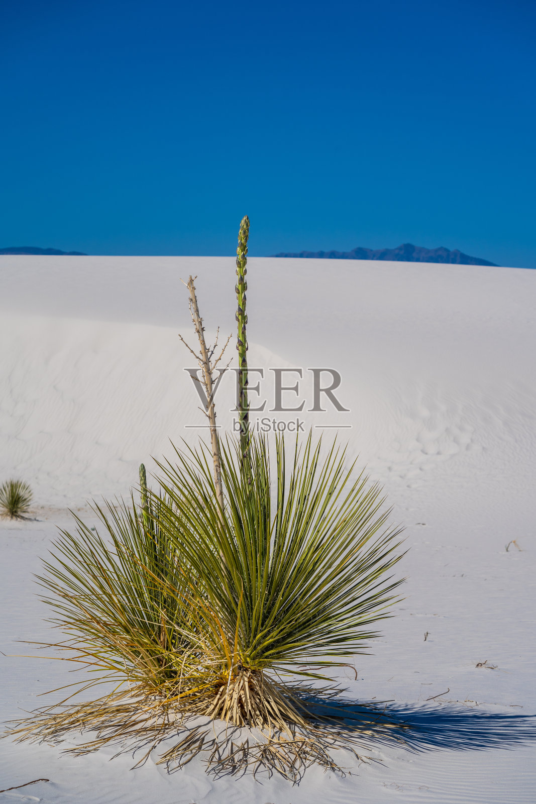 白沙国家公园的丝兰属植物，与世隔绝照片摄影图片