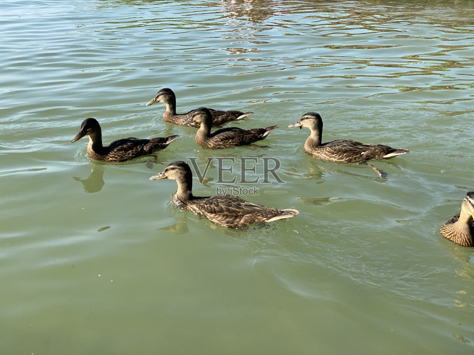 小野鸭漂浮在湖中寻找食物照片摄影图片