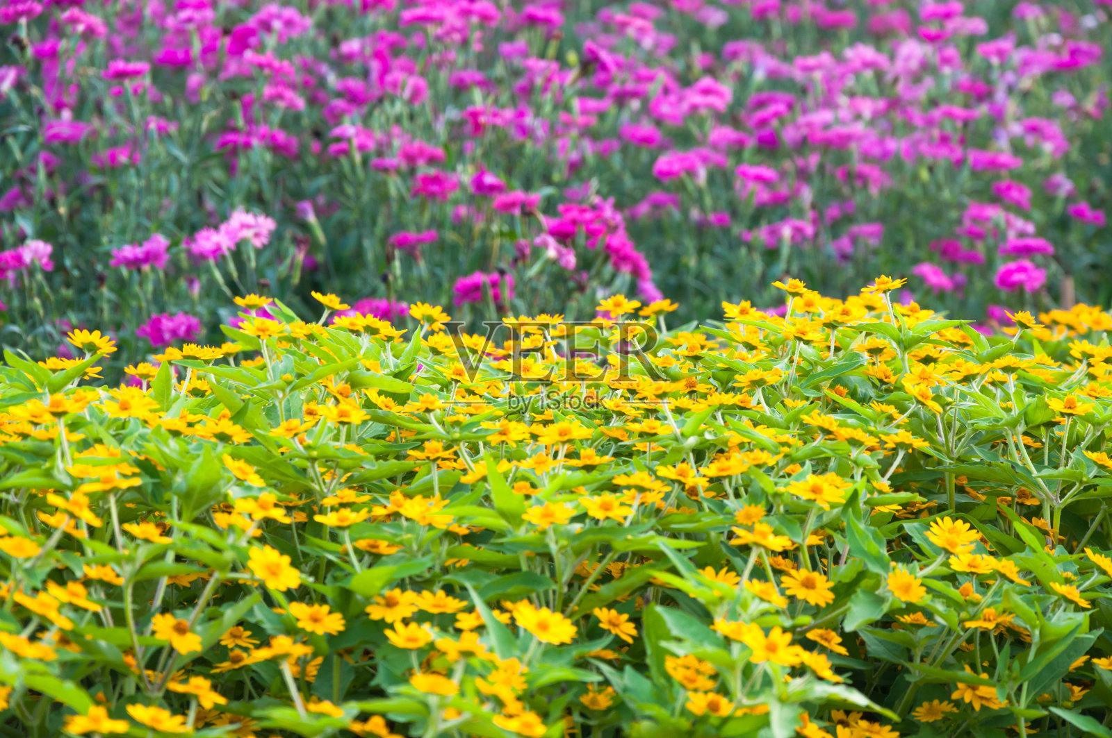 美丽的花在公园亚洲风格照片摄影图片