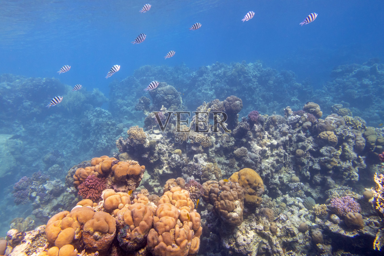 热带海底的彩色珊瑚礁，硬珊瑚和肩章鱼，水下景观照片摄影图片