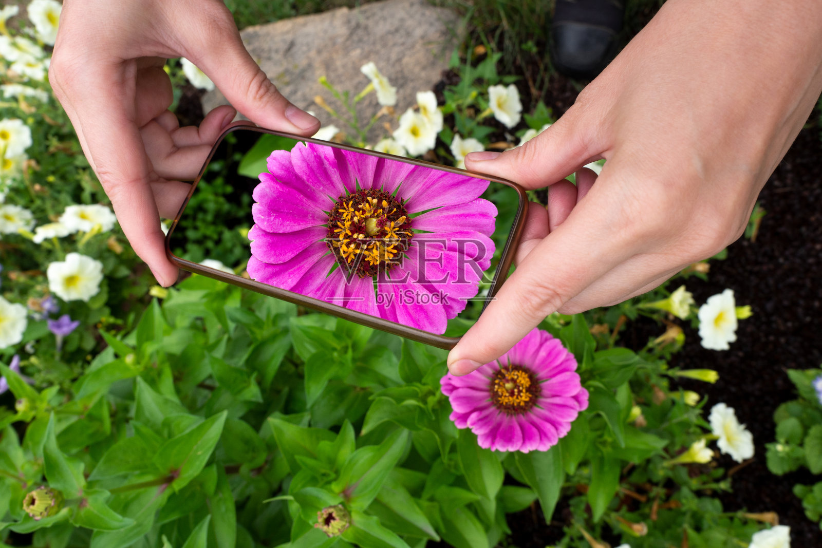 人手用智能手机作为相机拍摄花园中美丽的紫红色百日菊花，近距离拍摄，选择性对焦。照片摄影图片