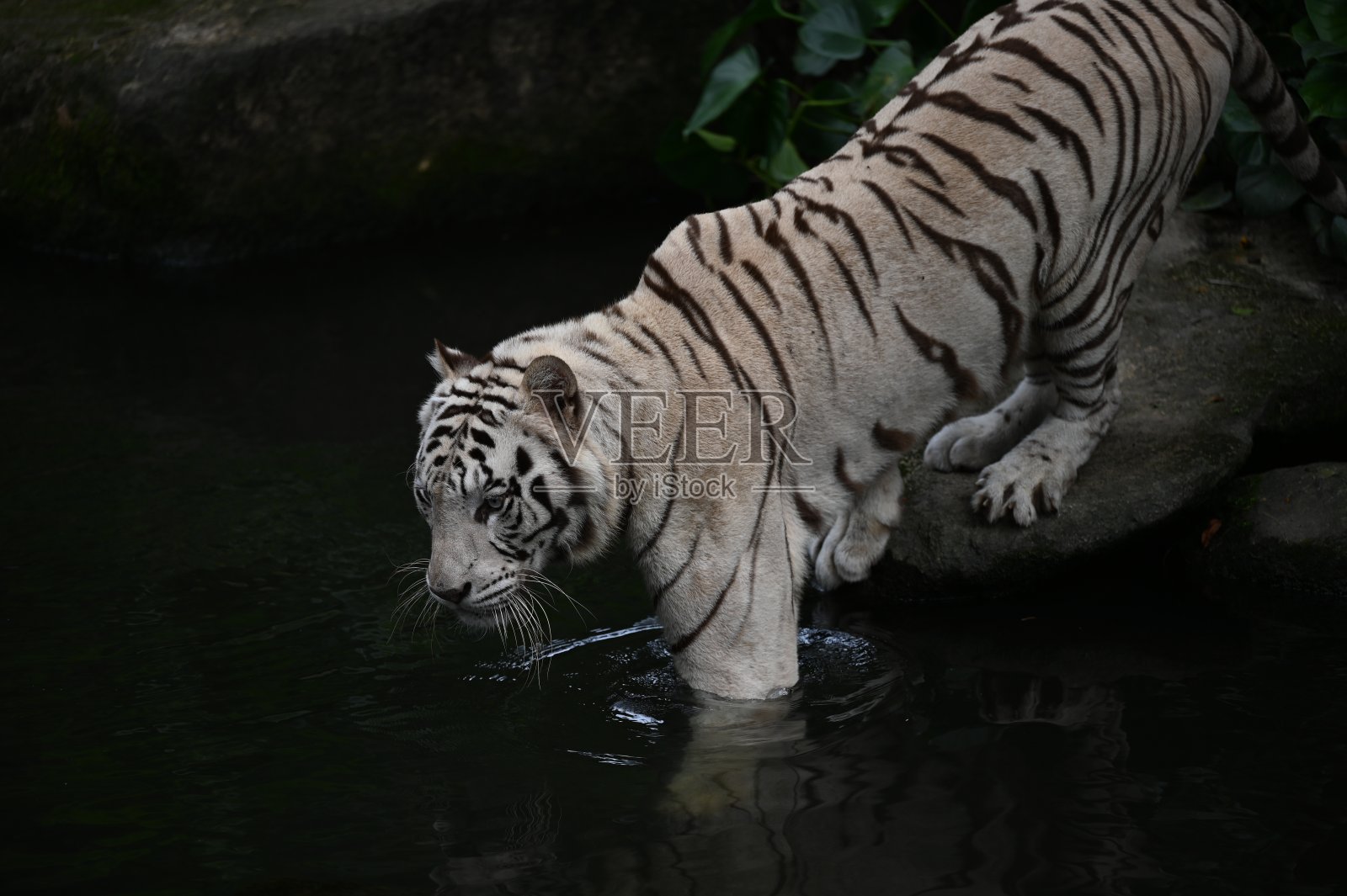 动物照片摄影图片