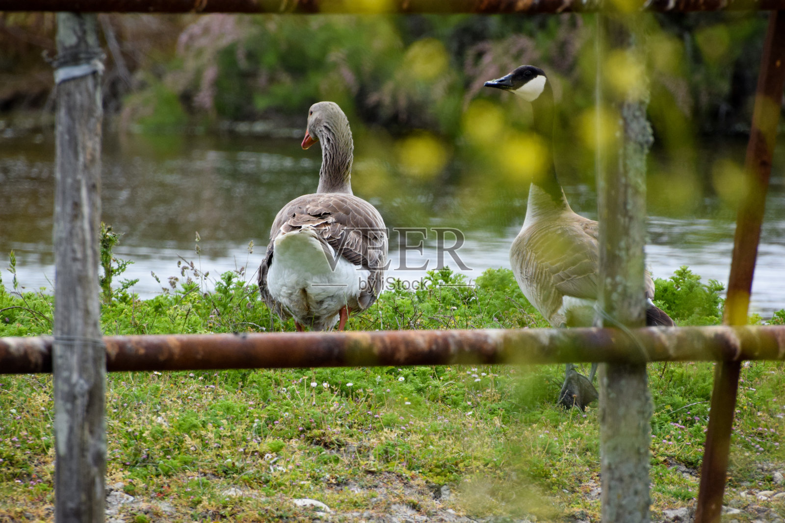 鸭子在岛屿上照片摄影图片