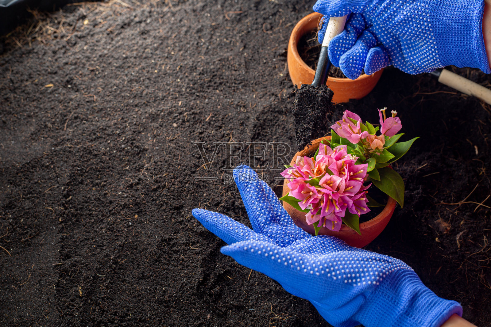 粉红色的九重葛花与顶视图园艺装饰照片摄影图片