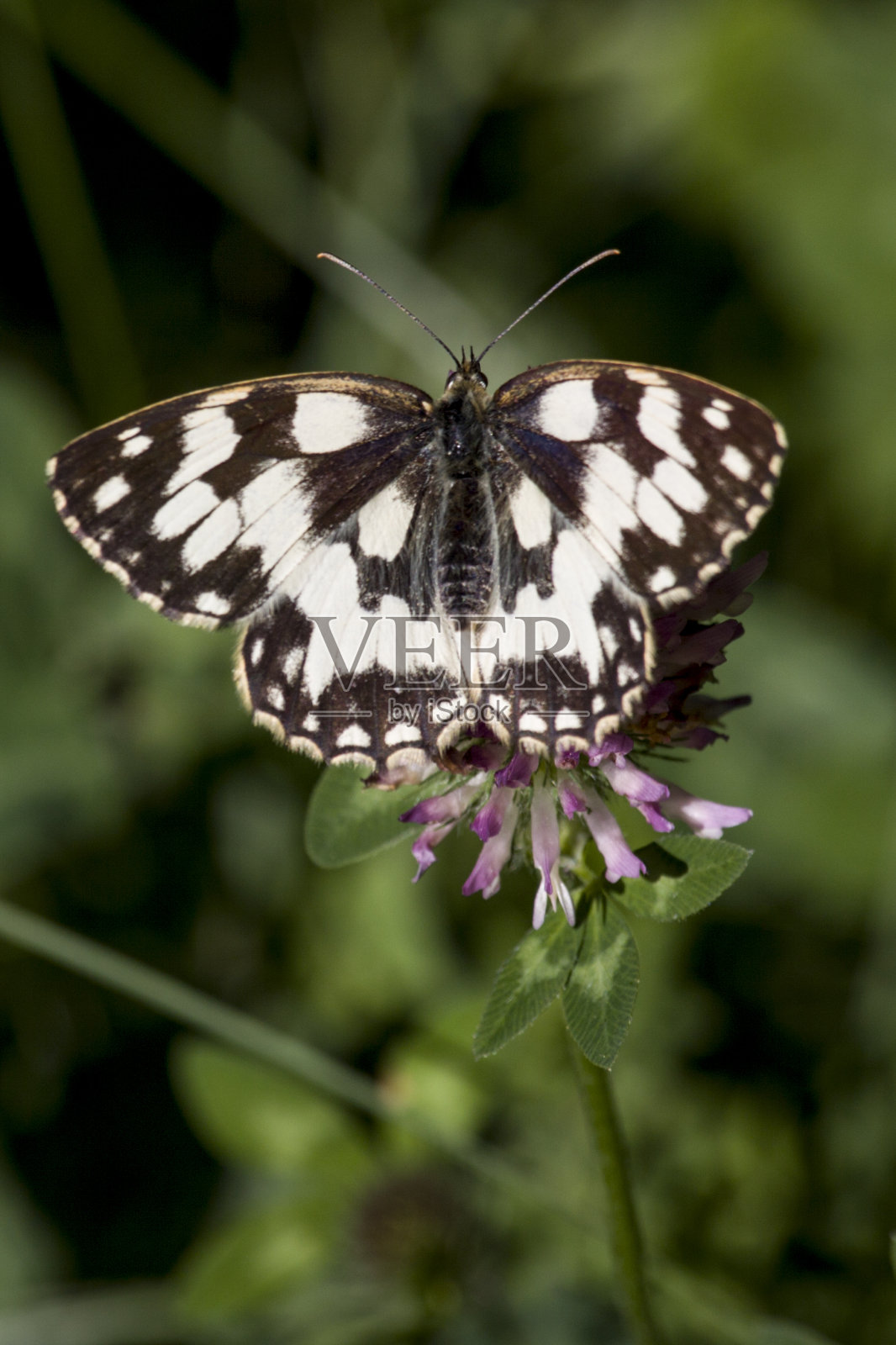 蝴蝶照片摄影图片